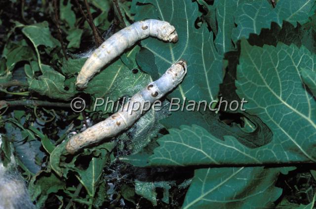 bombyx mori chenilles.JPG - Chenilles de Bombyx moriVers à soie (Silkworm)Lepidoptera, BombycidaeAndalousie, Espagne